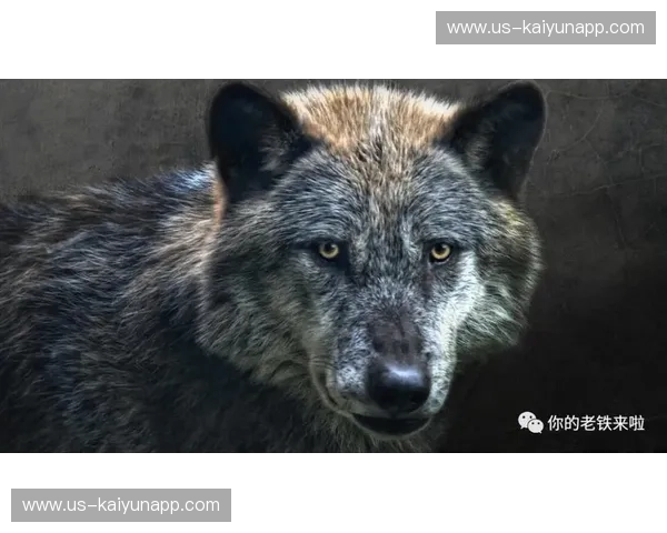 决战之巅：将军的智慧与狼人的野性，谁能笑傲沙场？